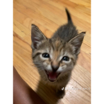 Pixel_...