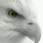 White Eagle Games