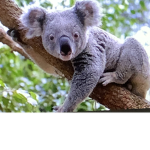 Koala in its habitat