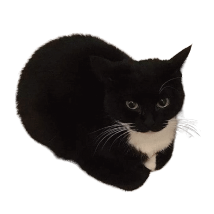 maxwell the cat (no background) Roblox decal