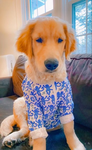 Puppyplayz pls join