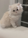 ୨୧ purrin