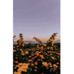 Ellierosiepie1230