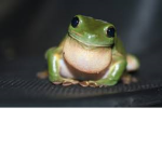 LITTLE FROGEIS