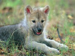 Kawaii Wolfz