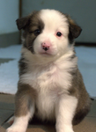 Hondje Zaya’s Groep