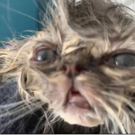 Yip yap