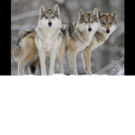 Wolf pack AVB