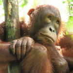 The Orangutan Army