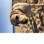 Puppy 9