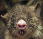 rat soup ;)