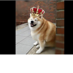 Doge Group, anyone can join :)