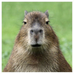 OKAY I PULL UP -BY CAPYBARA