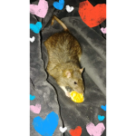 Group for Phil the rat