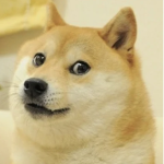 Doge Gang,