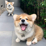 Corgii's