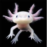Axolotl and eevee