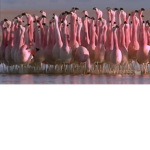 Funny Flamingo$