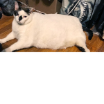 the really fat cat