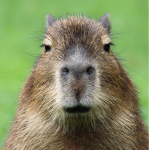 Animal facts