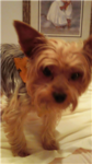 Yorkie Lovers!