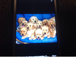 Pugs for life