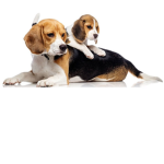 dogs and puppies are cool and cute:OFFICIAL GROUP