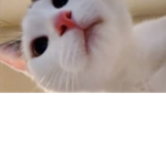 Kawaii Kitten's <3