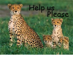 Save the Cheetahs!