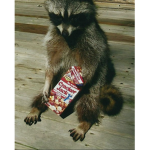 Stylish Raccoon Productions