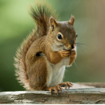 Squirrel appreciation