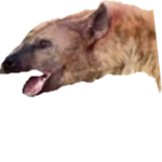 bilu