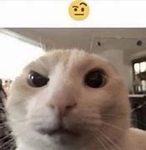 -*-Kittiez forevere-*-