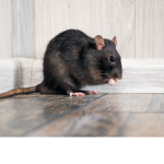 Ratsssss only