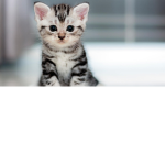 i n d i r a ejercito de animales