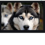 cool husky XD <>_<>
