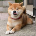 doge location