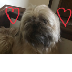 Teddy is cute