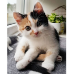 Calico Clothes.