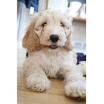 Puppysquadforever
