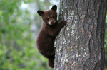 cute bear cub