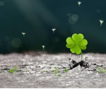 Luck Forever