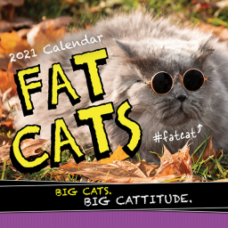run from the fat cat