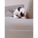 심심한도리