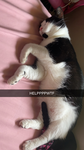 fat cat lol
