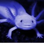 Axolotl Will Rule The World
