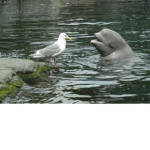 birdy and beluga fan group