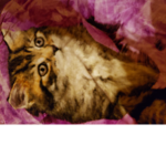 Kittens and cats are royal