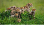 cheetah Hub