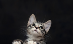 Animals are the best thing ever!